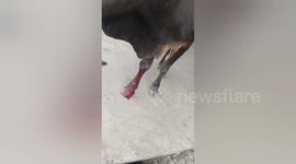Social organisation saved a injured cow in Shahdol, Madhya Pradesh