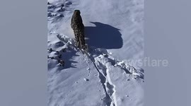 Magnificent snow leopard stalks prey through mountain kingdom