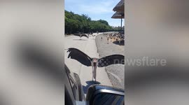 Cranes spread their wings to block car at safari park
