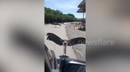 Cranes spread their wings to block car at safari park