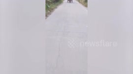 Dog dressed in jumper and sun hat rides on back of motorcycle trailer