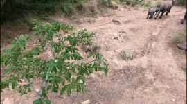 crazy baby elephant running all over everywhere and then making a really big noise