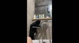 Cat's bath-time loyalty takes a soaked turn hitting 5 million views on TikTok