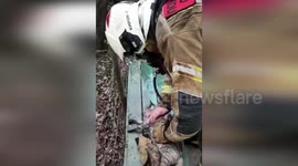 Cat suffering from smoke inhalation in house fire is revived with oxygen masks