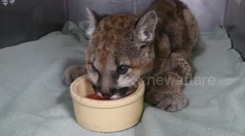 Orphaned cougar cub found close to death is now recovering