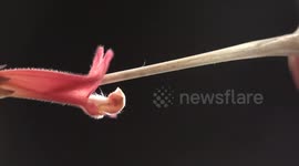 Plants compete for best position to be pollinated, researchers find