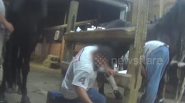 Undercover video captures cruel horse soring in Tennessee