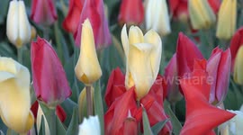 Britain's largest Tulip Festival opens it doors with over 120 varieties on display