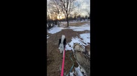 Our 3 Alaskan Malamutes sled dog team are going for a sunset spring walk in Canada and our dog named Fish demonstrates the importance of marking his territory