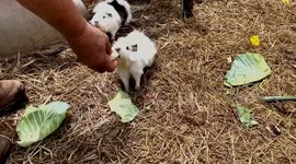 Guinea pigs and chickens enjoy banana time at the farm in Virginia USA