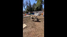 Alaskan Malamute Observation Mound so young children can be safe  and learn about dog behaviour