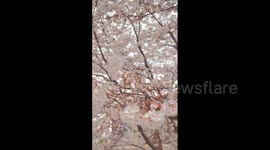 Japan: Cherry Blossoms Reach Full Bloom Across Country 2