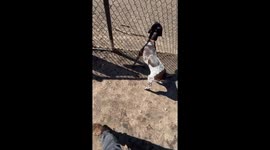 Spooked Pupper Runs Into Fence
