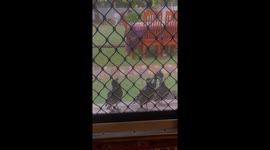 Back doorstep magpies singing for their treats