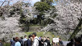 Cherry blossoms in Tokyo at their best, crowds of visitors at Chidorigafuchi Park
