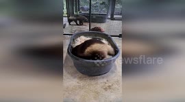 Wolverine has fun rolling around in bed at wildlife park