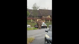 Elephant crushes tourist's car while looking for food in Thailand