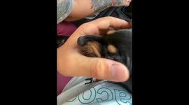 Puppy falls off passenger seat and is picked up