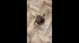 Dog hops on two feet while chasing treat in Kyiv, Ukraine