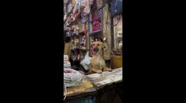 Dog acts as store attendant in Delhi, India