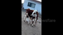 Mother cow steps in to care for lamb after elderly ewe is unable to nurse