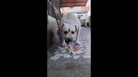 Aggressive dog growls while eating chicken feet in Bangalore, India