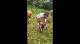 Mother cow chases man attempting to take calf in La Tigra, Costa Rica