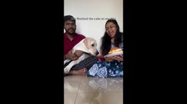Dog excitedly eats birthday cake during celebration in Nashik