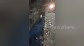 Stranded cow rescued from concrete drainage ditch in India