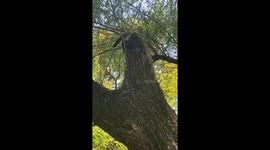 Cat gets stuck in tree hole but escapes in Jiangsu, China