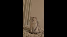 Cat dozes off while sitting on bed in Hubei, China