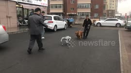 Dog backs away after encountering robo dog in Inner Mongolia, China