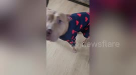 Woman who unknowingly adopted banned breed has dog seized by police