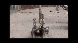 Meerkats looking for shade in the sun