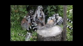 baby ring-tailed lemur with family group