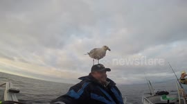 Seagull lands on man's head and stays there