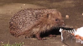 Cute wild hedgehog tucks into food
