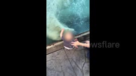 Polar bear 'tries to attack' baby at zoo