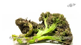 Watching broccoli decompose can actually be interesting