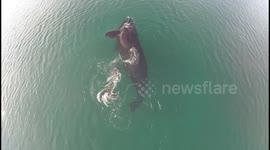 Mother and baby whale migrate from Antarctic to Argentina to escape icy waters