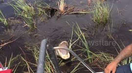 Curious alligator investigates tourist airboat in the Everglades