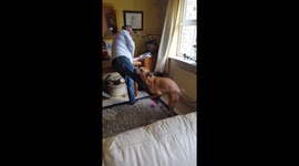 Over friendly dog