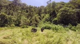 Gorilla attacks woman on honeymoon