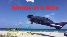 100 Foot Whale Kite Soars Over Delray Beach, Florida