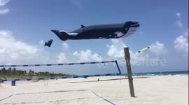 100ft whale kite soars over Florida beach