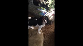 This not-so-graceful Cavalier King Charles falls from the top of a sofa