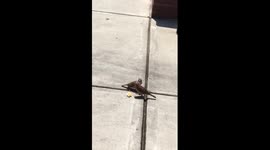 Bird feeding another bird!
