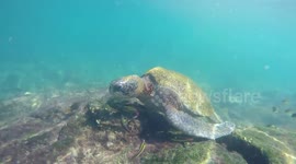 Turtle Swimming in Cocha de Perla, Galapagos Islands