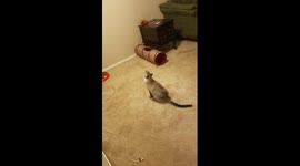 Cat and the fan