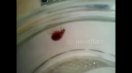 Rare Lady Bird Pure Red